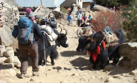 solo trekking banned in Nepal by Government of Nepal